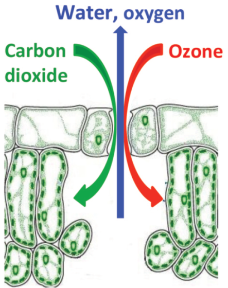 Web processing service for ozone flux calculations IntelliAQ